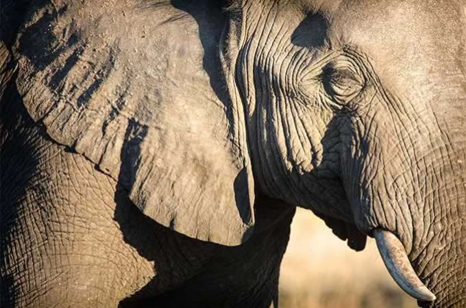 NAMIBIA NORTH TOUR – COAST & ELEPHANTS